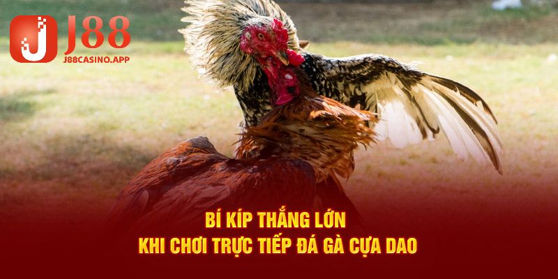 Bí quyết để người chơi chiến thắng lớn khi chơi đá gà cựa dao