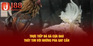đá gà cựa dao j88