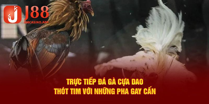 đá gà cựa dao j88