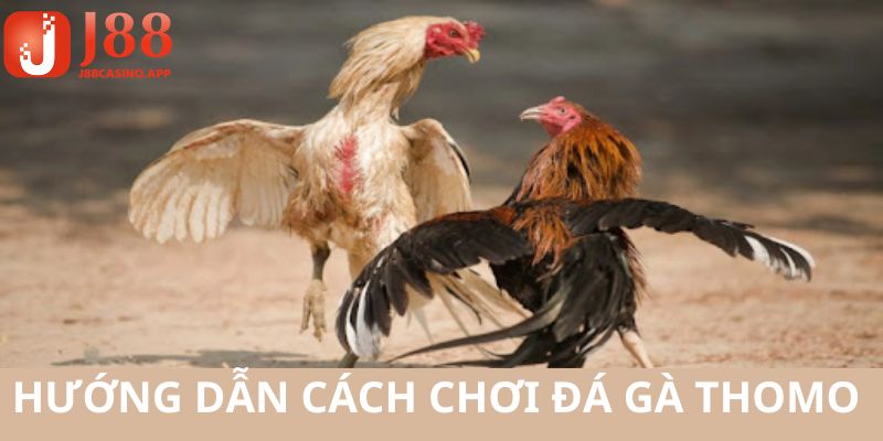 Chi tiết các thao tác hướng dẫn hội viên cách tham gia chơi gà đá
