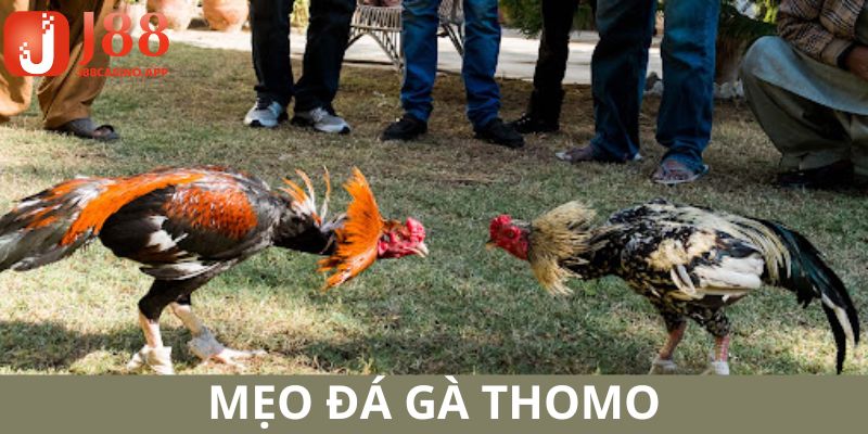 Tổng hợp những mẹo soi kèo gà siêu đặc sắc được hệ thống gợi ý