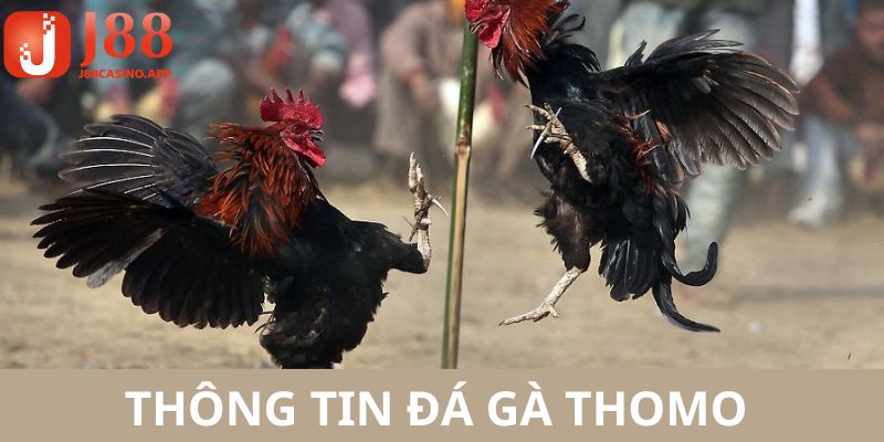 Những ưu điểm đặc sắc thuyết phục bạn nên tham gia chơi kèo gà