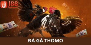 đá gà thomo