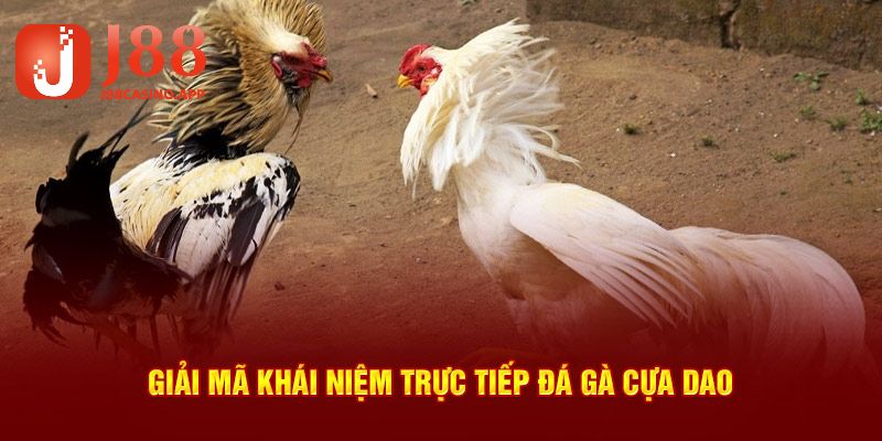 Khám niệm trực tiếp đá gà cựa dao tại J88 cho thành viên